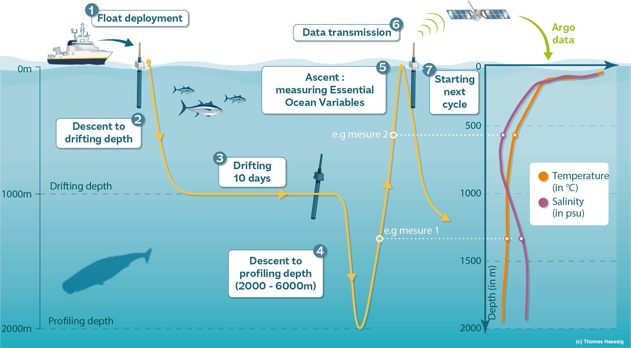 _images/argofloats_cycle.png